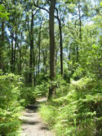 Mapleton Falls National Park - Accommodation Asia 0