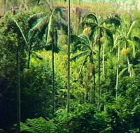 Fern Tree Pool and Giant's Chair Circuit - Accommodation Asia