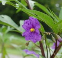 Alpha Native Flower Garden - Accommodation China