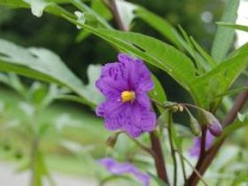 Alpha Native Flower Garden - Accommodation China 0