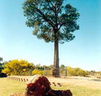 Robbers Tree - Accommodation Guide