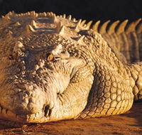 Koorana Crocodile Farm - Accommodation Asia