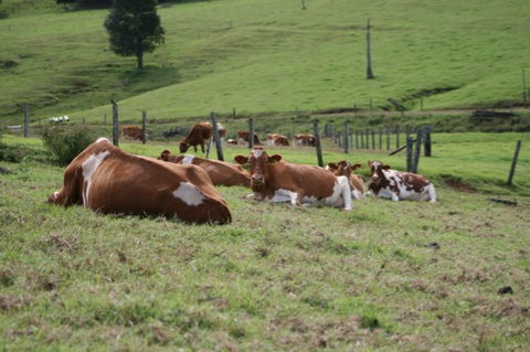 Maleny Dairies - Accommodation Guide 4