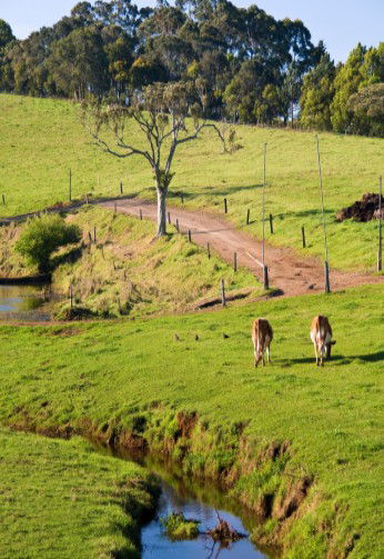 Maleny Dairies - Accommodation Guide 6