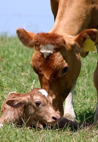 Maleny Dairies - Accommodation Guide 7