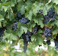 South Burnett Wine Trail - Accommodation Guide