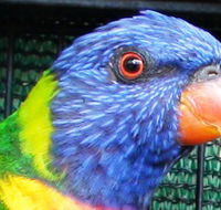 Fraser Coast Wildlife Sanctuary - Accommodation Guide