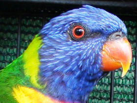 Fraser Coast Wildlife Sanctuary - Accommodation China 0