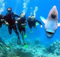 Henderson's Rock Dive Site - Accommodation Guide