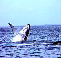 Whale Watching - Accommodation Guide