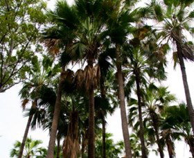 Palm Tree Creek - Accommodation China 0