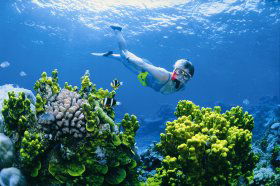 Wheeler Reef Dive Site - Accommodation Asia 0