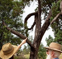 Charleville - Outback Native Timber Walk - Accommodation Guide