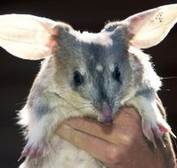 Charleville - Bilby Experience - Accommodation Guide