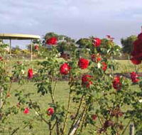 Elizabeth Park Rose Gardens - Accommodation Guide