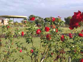 Elizabeth Park Rose Gardens - Accommodation Guide 0