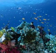 Cherubs Cave Dive Site - Accommodation Guide