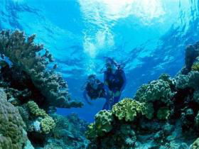Coral Gardens Dive Site - Accommodation China 0