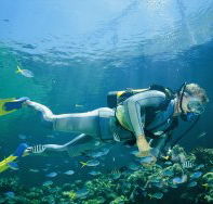 Manta Ray Bommie Dive Site - Accommodation Guide