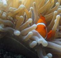 Flat Rock Dive Site - Accommodation Guide