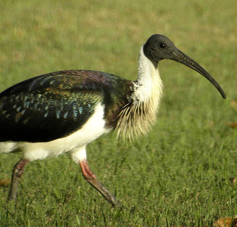 Toowoomba Bicentennial Waterbird Habitat - Accommodation Asia 0
