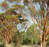 Myall Park Botanic Garden - Accommodation Guide
