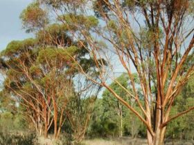Myall Park Botanic Garden - Accommodation Guide 0