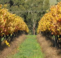Wild Dog Winery  Restaurant - Accommodation Guide
