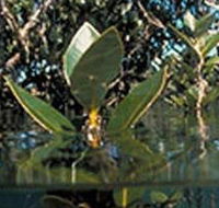 Jawbone Marine Sanctuary - Accommodation Guide