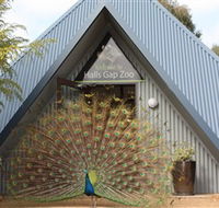 Halls Gap Zoo - Accommodation Asia