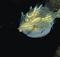 Mushroom Reef Marine Sanctuary - Accommodation China