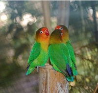 Ballarat Bird World - Accommodation China