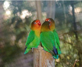 Ballarat Bird World - Accommodation China 0