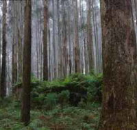 Kinglake National Park - Accommodation Guide