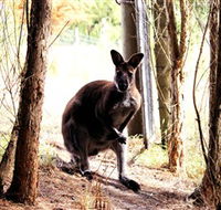 Great Ocean Road Wildlife Park - Accommodation Guide