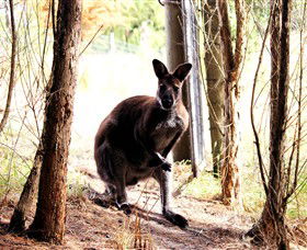 Great Ocean Road Wildlife Park - Accommodation Guide 0