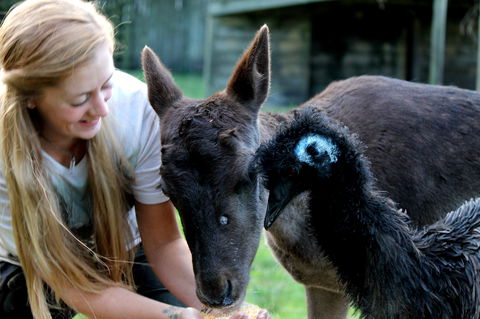 Great Ocean Road Wildlife Park - Accommodation Guide 2