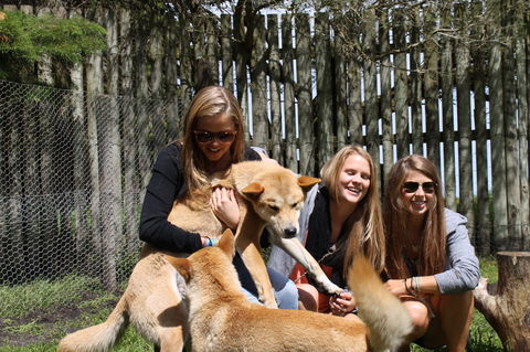Great Ocean Road Wildlife Park - Accommodation Guide 3