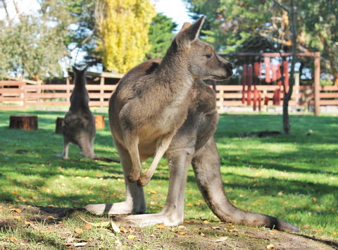 Great Ocean Road Wildlife Park - Accommodation Guide 4
