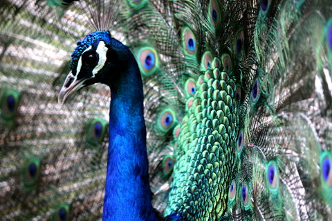Great Ocean Road Wildlife Park - Accommodation Guide 5