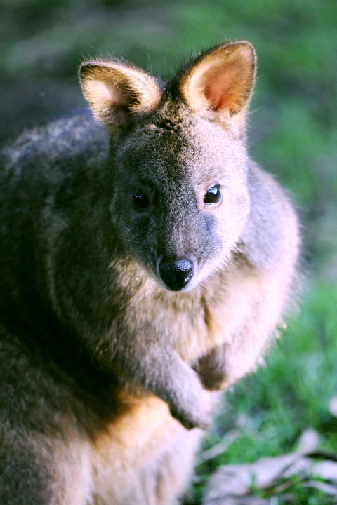Great Ocean Road Wildlife Park - Accommodation Guide 6