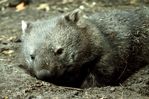 Great Ocean Road Wildlife Park - Accommodation Guide 7