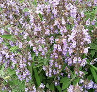 Otway Herbs - Accommodation Asia