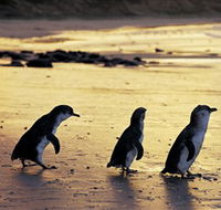 Phillip Island Nature Park - Accommodation China
