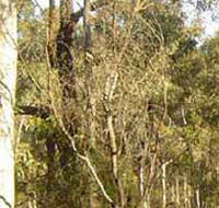 Warby-Ovens National Park - Accommodation Guide