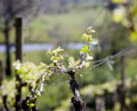 Michelini Wines - Accommodation Asia 0