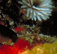 Point Cooke Marine Sanctuary - Accommodation Guide