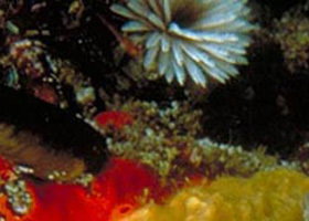 Point Cooke Marine Sanctuary - Accommodation China 0