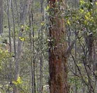 Heathcote-Graytown National Park - Accommodation Guide