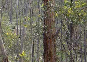 Heathcote-Graytown National Park - Accommodation Guide 0